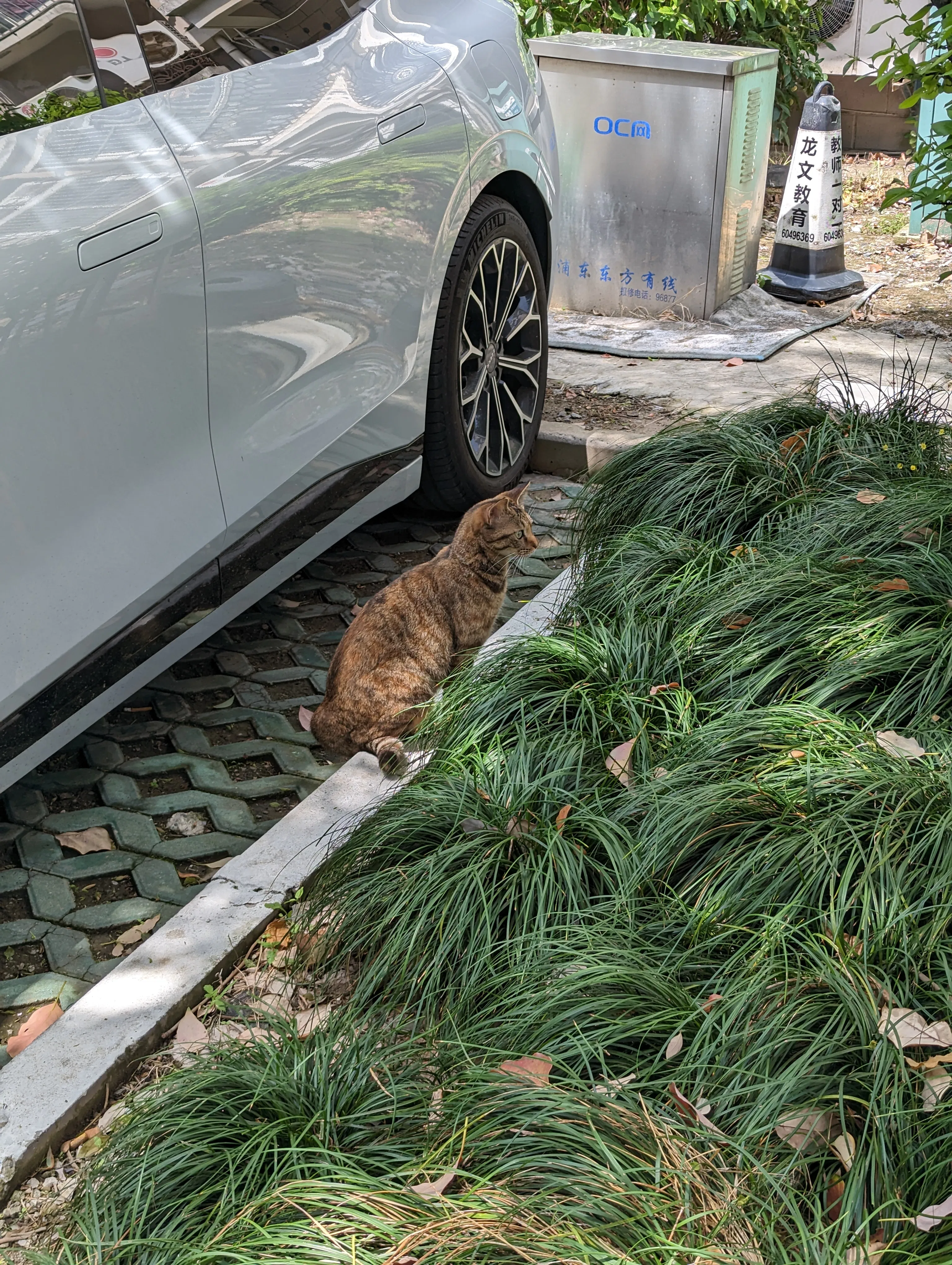 猫
