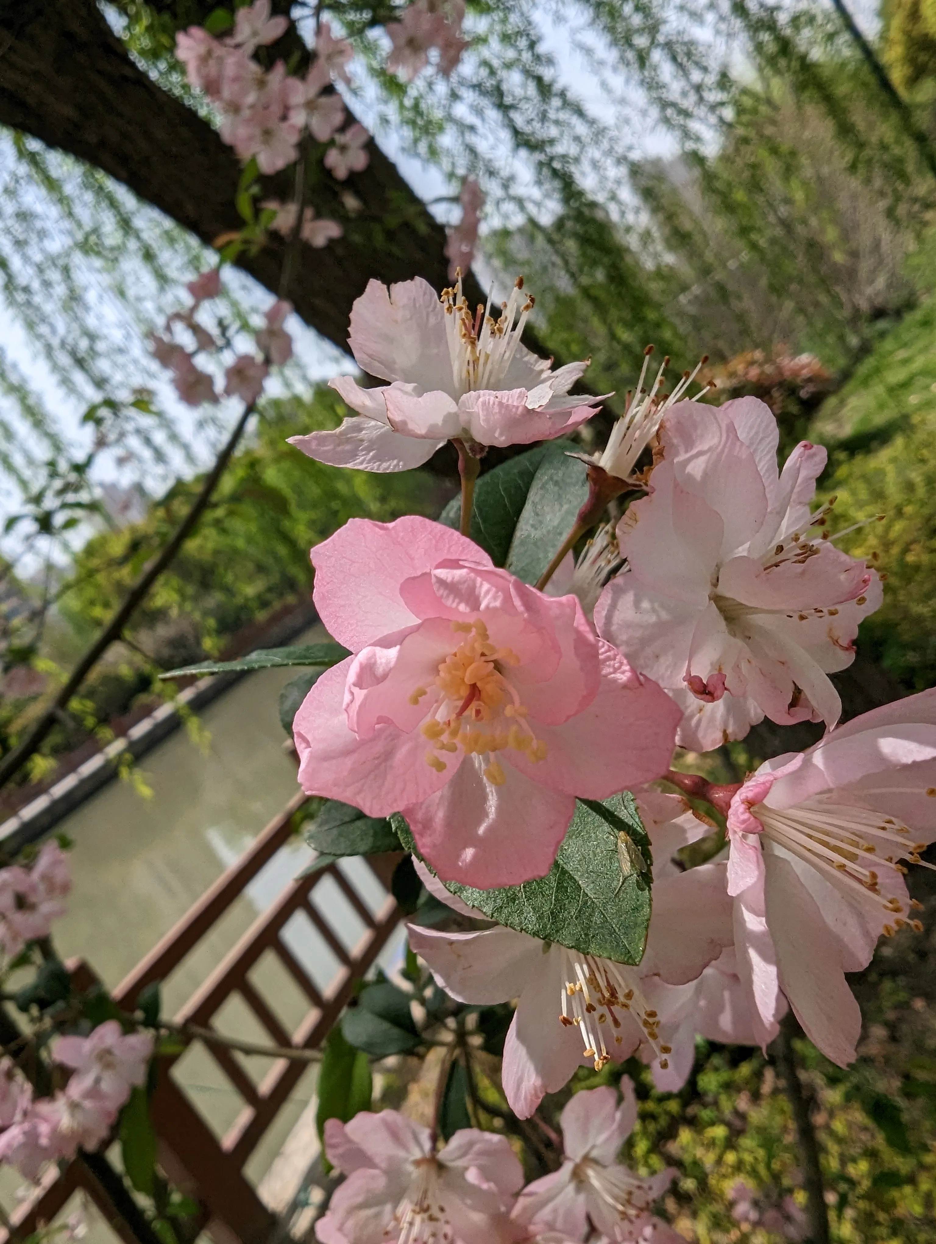 花